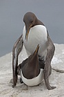 Trottellumme auf den Farne Islands, Nordostengland