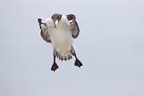 Trottellumme auf den Farne Islands, Nordostengland