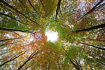 Herbstlicher Buchenwald in Dithmarschen (Schleswig-Holstein)