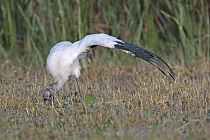 Der Waldstorch hat seinen Verbreitungsschwerpunkt in Süd- und Mittelamerika. In Nordamerika kommt er nur im Südosten (Florida, Georgia, South Carolina) vor. Dort ist er die einzige Storchenart. Er lebt in Feuchtgebieten und ernährt sich von Fischen, Amphibien und großen Insekten.