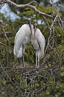 Der Waldstorch hat seinen Verbreitungsschwerpunkt in Süd- und Mittelamerika. In Nordamerika kommt er nur im Südosten (Florida, Georgia, South Carolina) vor. Dort ist er die einzige Storchenart. Er lebt in Feuchtgebieten und ernährt sich von Fischen, Amphibien und großen Insekten.