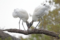 Der Waldstorch hat seinen Verbreitungsschwerpunkt in Süd- und Mittelamerika. In Nordamerika kommt er nur im Südosten (Florida, Georgia, South Carolina) vor. Dort ist er die einzige Storchenart. Er lebt in Feuchtgebieten und ernährt sich von Fischen, Amphibien und großen Insekten.