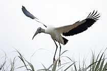 Der Waldstorch hat seinen Verbreitungsschwerpunkt in Süd- und Mittelamerika. In Nordamerika kommt er nur im Südosten (Florida, Georgia, South Carolina) vor. Dort ist er die einzige Storchenart. Er lebt in Feuchtgebieten und ernährt sich von Fischen, Amphibien und großen Insekten.