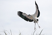 Der Waldstorch hat seinen Verbreitungsschwerpunkt in Süd- und Mittelamerika. In Nordamerika kommt er nur im Südosten (Florida, Georgia, South Carolina) vor. Dort ist er die einzige Storchenart. Er lebt in Feuchtgebieten und ernährt sich von Fischen, Amphibien und großen Insekten.