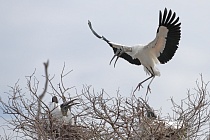 Der Waldstorch hat seinen Verbreitungsschwerpunkt in Süd- und Mittelamerika. In Nordamerika kommt er nur im Südosten (Florida, Georgia, South Carolina) vor. Dort ist er die einzige Storchenart. Er lebt in Feuchtgebieten und ernährt sich von Fischen, Amphibien und großen Insekten.