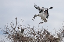 Der Waldstorch hat seinen Verbreitungsschwerpunkt in Süd- und Mittelamerika. In Nordamerika kommt er nur im Südosten (Florida, Georgia, South Carolina) vor. Dort ist er die einzige Storchenart. Er lebt in Feuchtgebieten und ernährt sich von Fischen, Amphibien und großen Insekten.