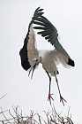 Der Waldstorch hat seinen Verbreitungsschwerpunkt in Süd- und Mittelamerika. In Nordamerika kommt er nur im Südosten (Florida, Georgia, South Carolina) vor. Dort ist er die einzige Storchenart. Er lebt in Feuchtgebieten und ernährt sich von Fischen, Amphibien und großen Insekten.