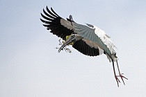 Der Waldstorch hat seinen Verbreitungsschwerpunkt in Süd- und Mittelamerika. In Nordamerika kommt er nur im Südosten (Florida, Georgia, South Carolina) vor. Dort ist er die einzige Storchenart. Er lebt in Feuchtgebieten und ernährt sich von Fischen, Amphibien und großen Insekten.
