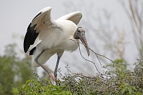Der Waldstorch hat seinen Verbreitungsschwerpunkt in Süd- und Mittelamerika. In Nordamerika kommt er nur im Südosten (Florida, Georgia, South Carolina) vor. Dort ist er die einzige Storchenart. Er lebt in Feuchtgebieten und ernährt sich von Fischen, Amphibien und großen Insekten.