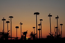 Weißstorch-Kolonie bei Caceres, Extremadura, Spanien