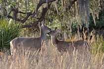 Der Weißwedelhirsch kommt in Florida häufig vor. Normale Tiere erreichen eine Schulterhöhre von ca. 1m, auf den Florida Keys kommt eine Zwergform von nur ca. 60cm Schulterhöhe vor.