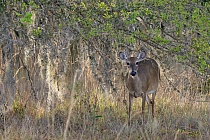 Der Weißwedelhirsch kommt in Florida häufig vor. Normale Tiere erreichen eine Schulterhöhre von ca. 1m, auf den Florida Keys kommt eine Zwergform von nur ca. 60cm Schulterhöhe vor.