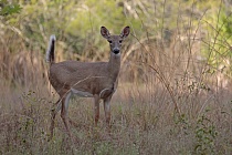 Der Weißwedelhirsch kommt in Florida häufig vor. Normale Tiere erreichen eine Schulterhöhre von ca. 1m, auf den Florida Keys kommt eine Zwergform von nur ca. 60cm Schulterhöhe vor.
