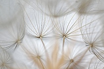 Wiesenbocksbart Tragopogon pratense Goatsbeard Fruchtstand