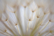 Wiesenbocksbart Tragopogon pratense Goatsbeard Fruchtstand