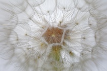 Wiesenbocksbart Tragopogon pratense Goatsbeard Fruchtstand