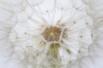 Wiesenbocksbart Tragopogon pratense Goatsbeard Fruchtstand