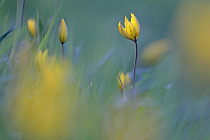 Wilde Tulpe