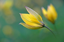 Wilde Tulpe