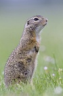 Ziesel Spermophilus citellus Ground Squirrel