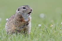 Ziesel Spermophilus citellus Ground Squirrel