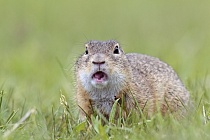 Ziesel Spermophilus citellus Ground Squirrel