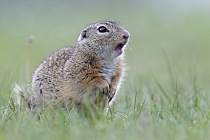 Ziesel Spermophilus citellus Ground Squirrel