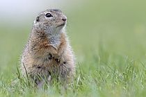 Ziesel Spermophilus citellus Ground Squirrel