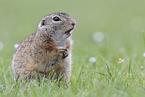 Ziesel Spermophilus citellus Ground Squirrel