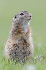 Ziesel Spermophilus citellus Ground Squirrel