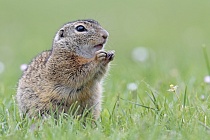 Ziesel Spermophilus citellus Ground Squirrel