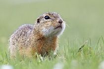 Ziesel Spermophilus citellus Ground Squirrel