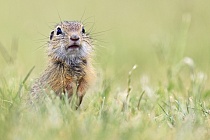Ziesel Spermophilus citellus Ground Squirrel