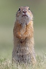 Ziesel Spermophilus citellus Ground Squirrel