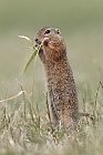 Ziesel Spermophilus citellus Ground Squirrel