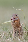 Ziesel Spermophilus citellus Ground Squirrel