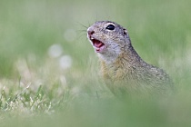 Ziesel Spermophilus citellus Ground Squirrel