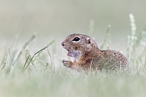 Ziesel Spermophilus citellus Ground Squirrel