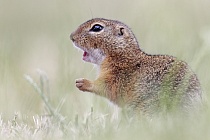 Ziesel Spermophilus citellus Ground Squirrel