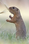 Ziesel Spermophilus citellus Ground Squirrel