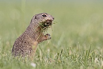 Ziesel Spermophilus citellus Ground Squirrel