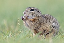 Ziesel Spermophilus citellus Ground Squirrel