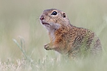 Ziesel Spermophilus citellus Ground Squirrel