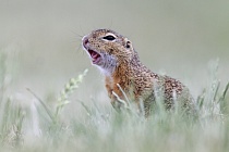 Ziesel Spermophilus citellus Ground Squirrel