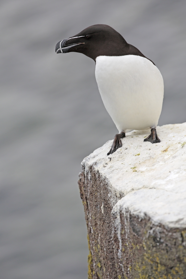 Der Tordalk ist ein weiterer Vertreter der Alkenvögel. Neben seinen Verwandten, den Papageitauchern und Trottellummen, lebt eine kleine Population auch auf den Farne Inseln.