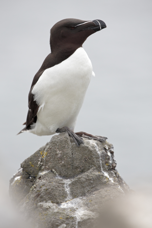 Der Tordalk ist ein weiterer Vertreter der Alkenvögel. Neben seinen Verwandten, den Papageitauchern und Trottellummen, lebt eine kleine Population auch auf den Farne Inseln.