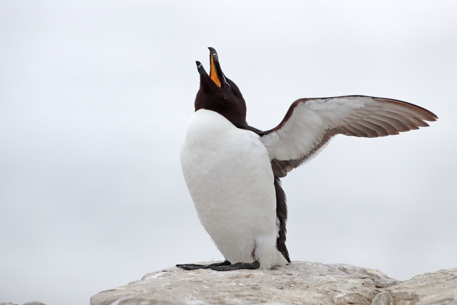 Der Tordalk ist ein weiterer Vertreter der Alkenvögel. Neben seinen Verwandten, den Papageitauchern und Trottellummen, lebt eine kleine Population auch auf den Farne Inseln.