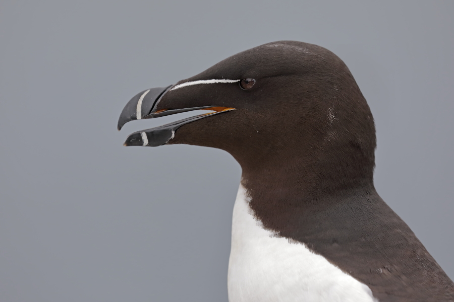 Der Tordalk ist ein weiterer Vertreter der Alkenvögel. Neben seinen Verwandten, den Papageitauchern und Trottellummen, lebt eine kleine Population auch auf den Farne Inseln.