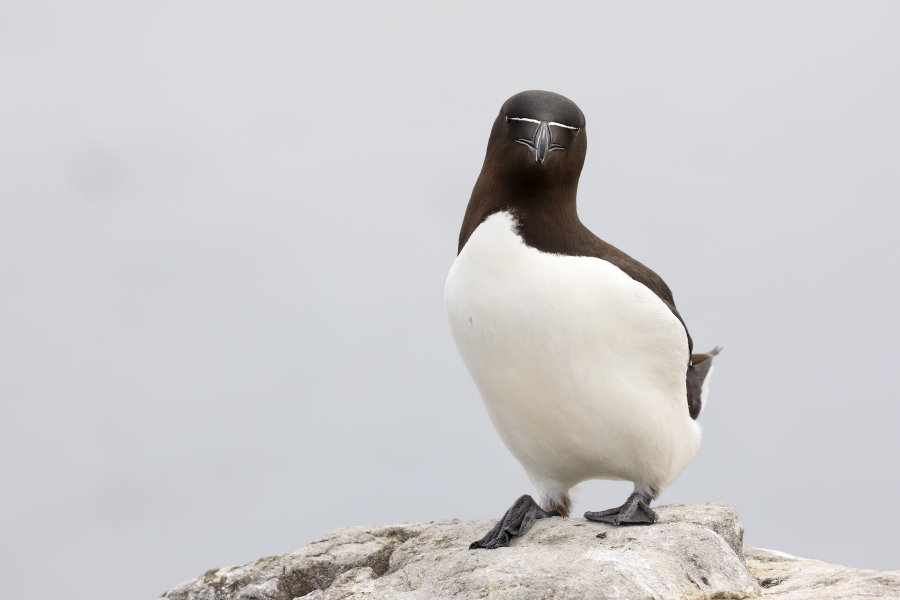 Der Tordalk ist ein weiterer Vertreter der Alkenvögel. Neben seinen Verwandten, den Papageitauchern und Trottellummen, lebt eine kleine Population auch auf den Farne Inseln.