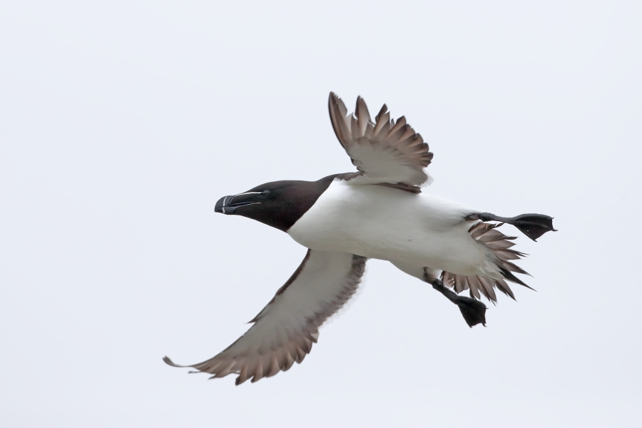 Der Tordalk ist ein weiterer Vertreter der Alkenvögel. Neben seinen Verwandten, den Papageitauchern und Trottellummen, lebt eine kleine Population auch auf den Farne Inseln.